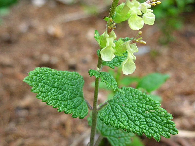 Teucrium scorodonia / Camedrio scorodonia